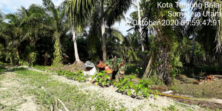 Tingkatkan Hasil Panen, Personel Jajaran Kodim 0208/Asahan Dampingi Petani Rawat Tanaman Cabe Tingkatkan Hasil Panen, Personel Jajaran Kodim 0208/Asahan Dampingi Petani Rawat Tanaman Cabe