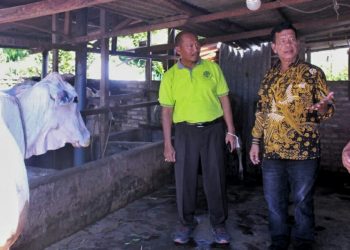 Bupati Simalungun Sampaikan Sapi dengan PMK Tidak Menular ke Manusia dan Aman Dikonsumsi