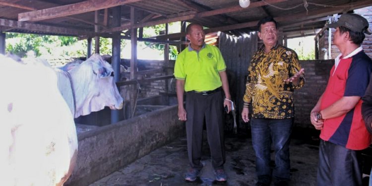 Bupati Simalungun Sampaikan Sapi dengan PMK Tidak Menular ke Manusia dan Aman Dikonsumsi