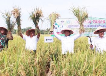 Bupati bersama Dandim 0207 Simalungun dan Deputi Litbang BKKBN RI Panen Raya
