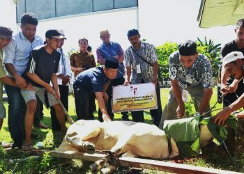 Di Hari Raya Idul Adha1443 H/2022M, Keluarga Bupati Simalungun Serahkan 22 Hewan Qurban
