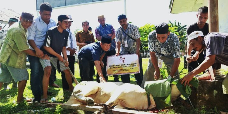 Di Hari Raya Idul Adha1443 H/2022M, Keluarga Bupati Simalungun Serahkan 22 Hewan Qurban