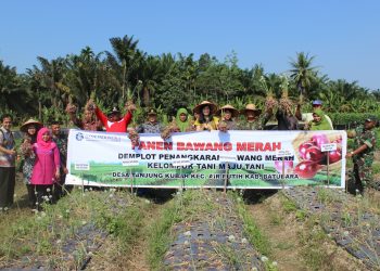 Petani Binaan KPw BI Pematangsiantar Panen Perdana Penangkaran Benih Bawang Merah