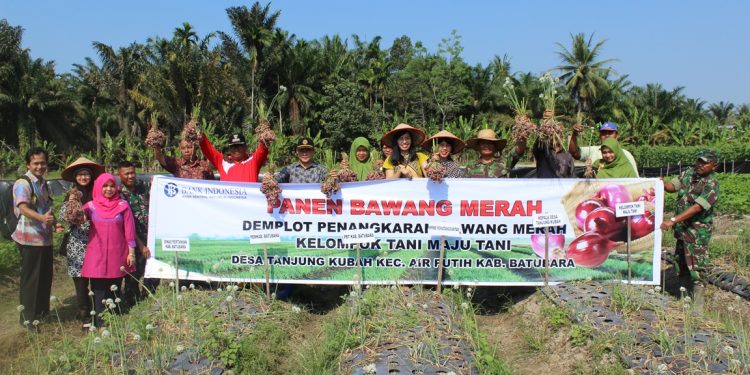 Petani Binaan KPw BI Pematangsiantar Panen Perdana Penangkaran Benih Bawang Merah Petani Binaan KPw BI Pematangsiantar Panen Perdana Penangkaran Benih Bawang Merah