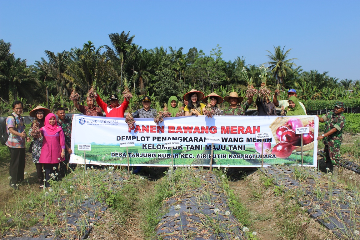 Petani Binaan KPw BI Pematangsiantar Panen Perdana Penangkaran Benih Bawang Merah Petani Binaan KPw BI Pematangsiantar Panen Perdana Penangkaran Benih Bawang Merah