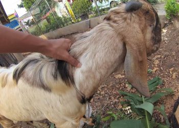 Bukannya Berqurban, Seorang Bapak dan Anak Malah Kompak Nyolong Kambing