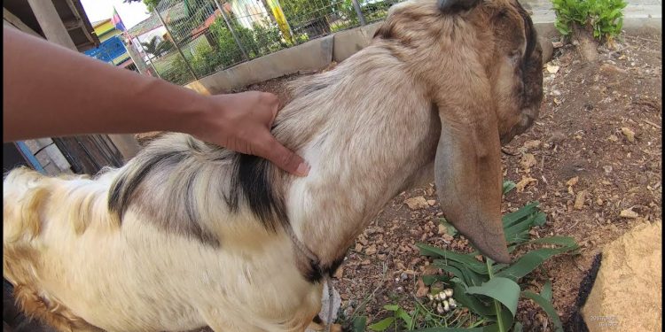 Bukannya Berqurban, Seorang Bapak dan Anak Malah Kompak Nyolong Kambing Bukannya Berqurban, Seorang Bapak dan Anak Malah Kompak Nyolong Kambing