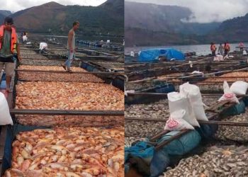 Ratusan Ribu Ekor Ikan Mati di Samosir-Danau Toba