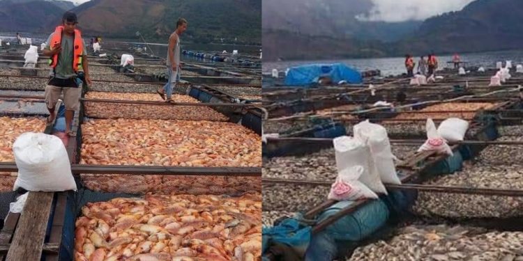 Ratusan Ribu Ekor Ikan Mati di Samosir-Danau Toba Ratusan Ribu Ekor Ikan Mati di Samosir-Danau Toba
