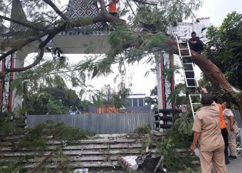 Pohon Tumbang Hantam Gapura Dekat Pembangunan Tugu Raja Sangnaualuh