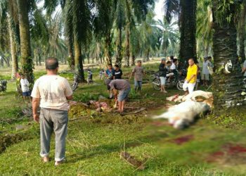 Petir Menggelegar di Siang Hari, 17 Ekor Lembu Mati