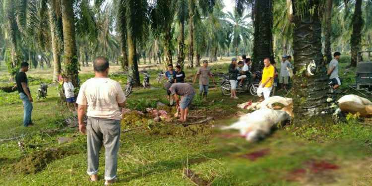 Petir Menggelegar di Siang Hari, 17 Ekor Lembu Mati