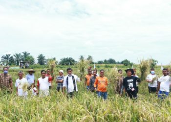Ikuti Panen Raya Padi di Suka Rakyat Kerasaan, RHS: Petani Berdaulat, Rakyat Sejahtera