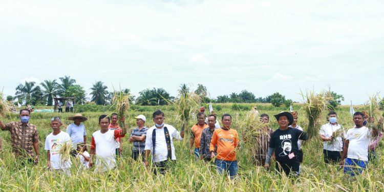 Ikuti Panen Raya Padi di Suka Rakyat Kerasaan, RHS: Petani Berdaulat, Rakyat Sejahtera Ikuti Panen Raya Padi di Suka Rakyat Kerasaan, RHS: Petani Berdaulat, Rakyat Sejahtera
