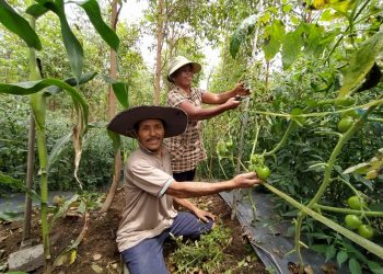 Kisah Sukses Bismar Simamora, Petani Binaan Toba Pulp Lestari Hingga Berhasil Bangun Rumah