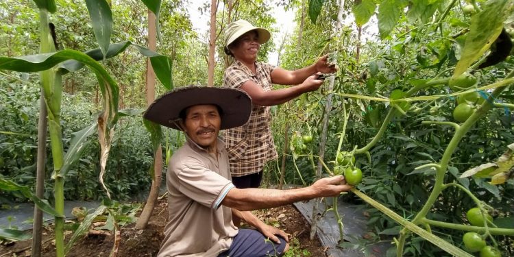 Kisah Sukses Bismar Simamora, Petani Binaan Toba Pulp Lestari Hingga Berhasil Bangun Rumah Kisah Sukses Bismar Simamora, Petani Binaan Toba Pulp Lestari Hingga Berhasil Bangun Rumah