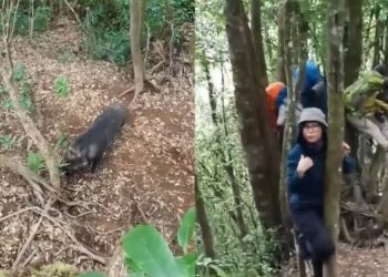 ‘Dibegal’ Babi Hutan, Para Pendaki Ini Terpaksa Panjat Pohon