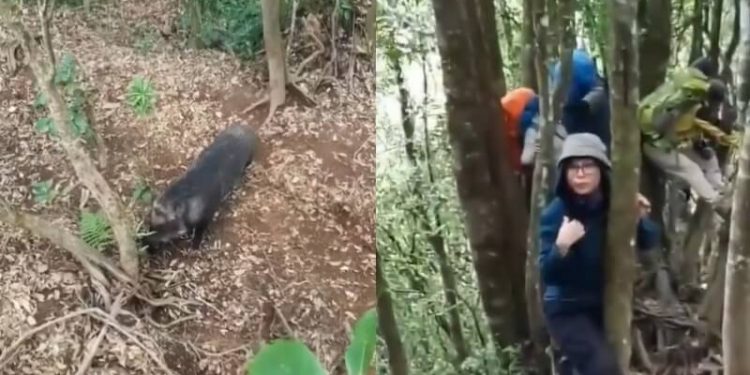 ‘Dibegal’ Babi Hutan, Para Pendaki Ini Terpaksa Panjat Pohon