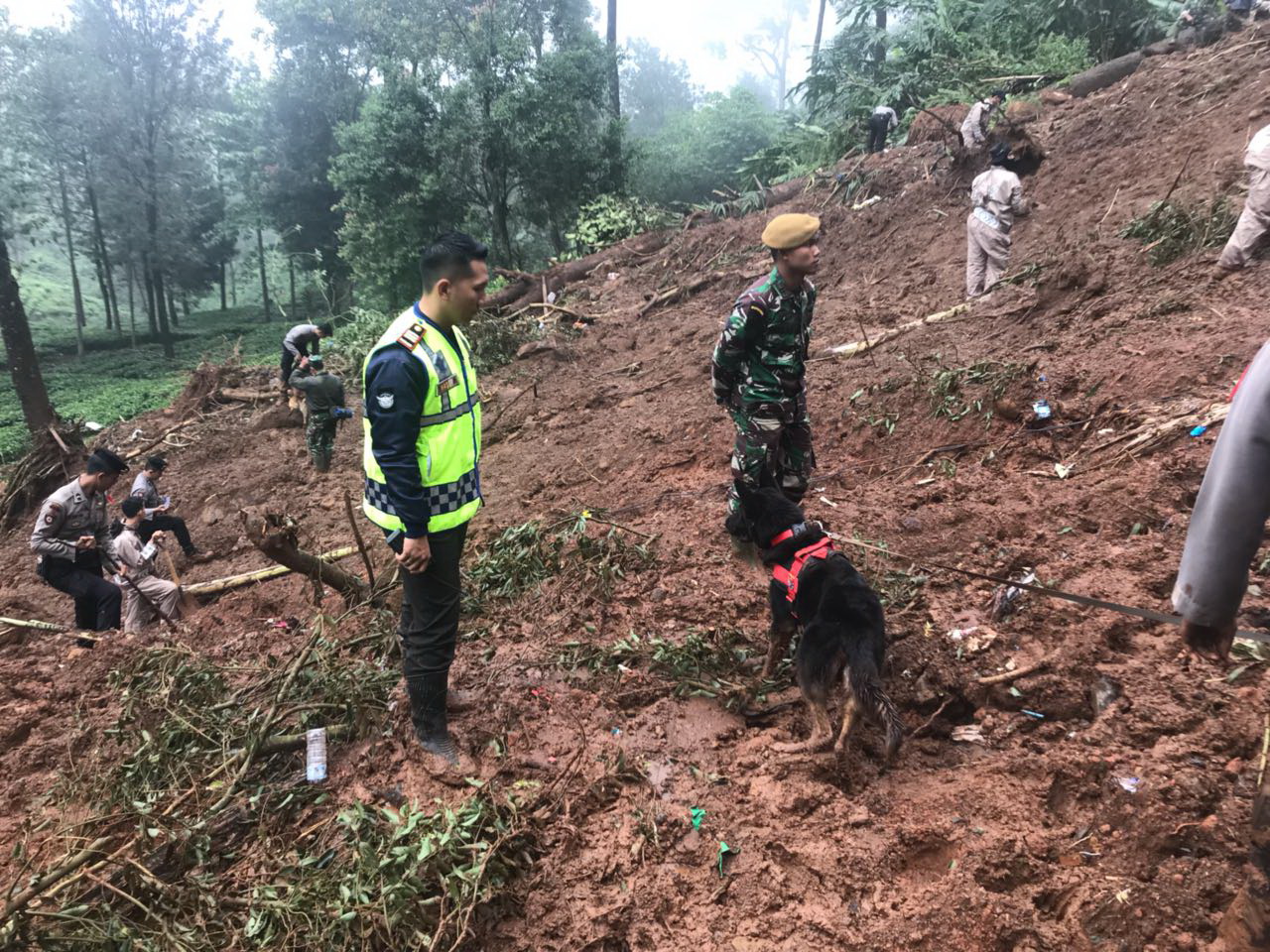 Lima Korban Longsor Telah Ditemukan Berkat Bantuan Satwa Anjing K9. Anjing Itu Bernama Emma..