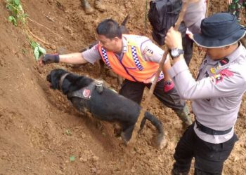 Lima Korban Longsor Telah Ditemukan Berkat Bantuan Satwa Anjing K9. Anjing Itu Bernama Emma..
