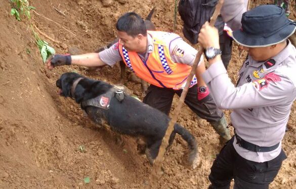 Lima Korban Longsor Telah Ditemukan Berkat Bantuan Satwa Anjing K9. Anjing Itu Bernama Emma..