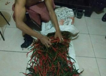 Maling Cabe Diringkus, Aksi Pedasnya Sering Resahkan Petani
