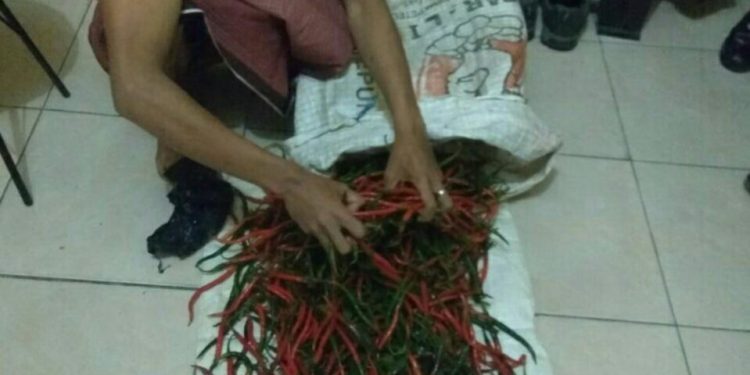 Maling Cabe Diringkus, Aksi Pedasnya Sering Resahkan Petani Maling Cabe Diringkus, Aksi Pedasnya Sering Resahkan Petani