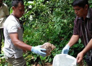 Seram, Tengkorak Manusia Ditemukan Di Hutan Brombos
