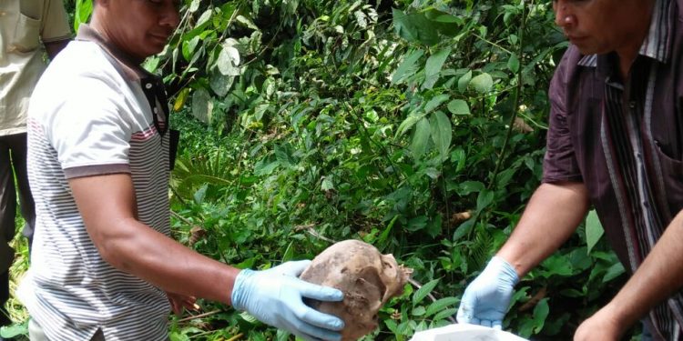 Seram, Tengkorak Manusia Ditemukan Di Hutan Brombos