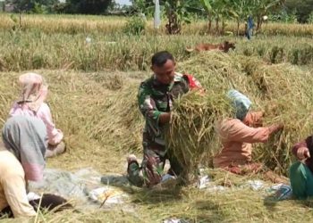 Senyum Sumringah Saat Petani Nagori Naga Dolok Didampingi Personel Kodim 0207/Simalungun Panen Padi