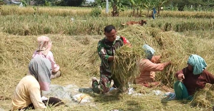 Senyum Sumringah Saat Petani Nagori Naga Dolok Didampingi Personel Kodim 0207/Simalungun Panen Padi Senyum Sumringah Saat Petani Nagori Naga Dolok Didampingi Personel Kodim 0207/Simalungun Panen Padi