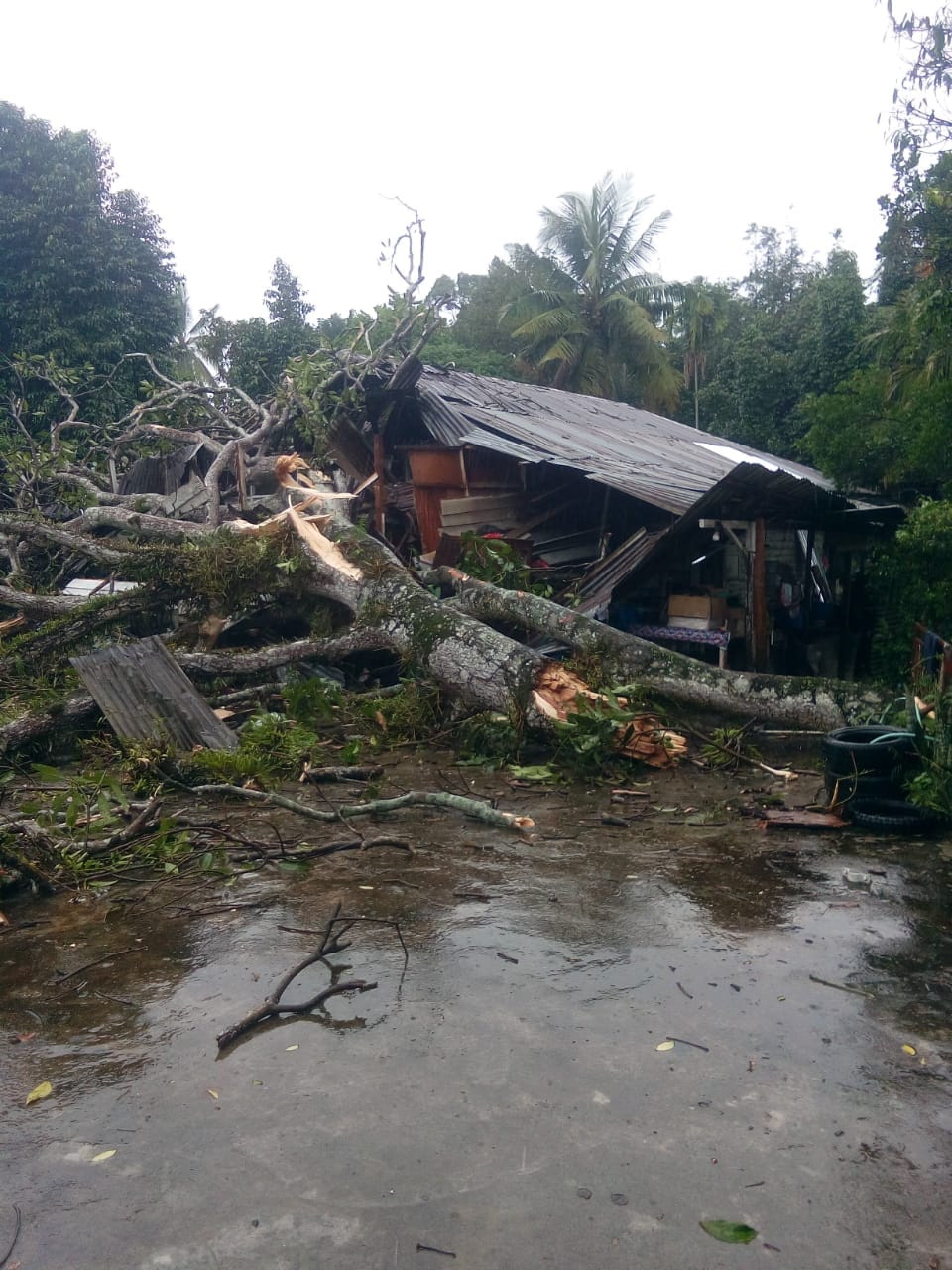 Hujan Deras diikuti Pohon Tumbang Tewaskan Goh Anie di Gunung Maligas