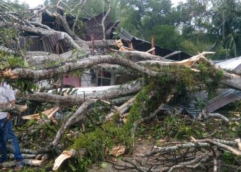 Hujan Deras diikuti Pohon Tumbang Tewaskan Goh Anie di Gunung Maligas
