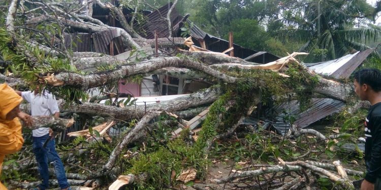 Hujan Deras diikuti Pohon Tumbang Tewaskan Goh Anie di Gunung Maligas