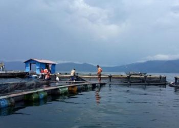 Izin Aquafarm Dicabut, Jika Terbukti Buang Bangkai Ikan ke Danau Toba