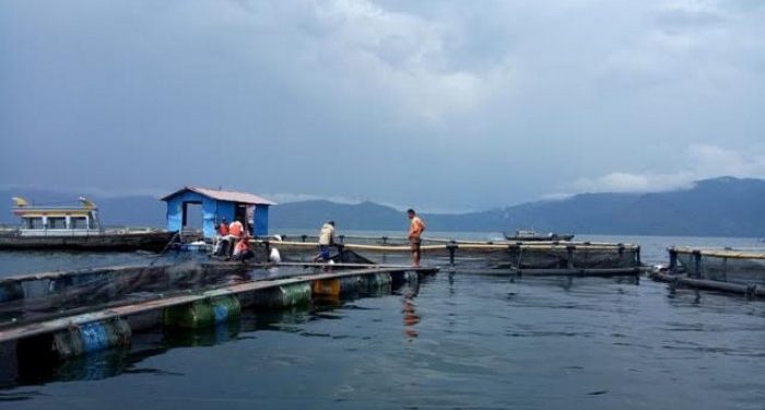 Izin Aquafarm Dicabut, Jika Terbukti Buang Bangkai Ikan ke Danau Toba Izin Aquafarm Dicabut, Jika Terbukti Buang Bangkai Ikan ke Danau Toba