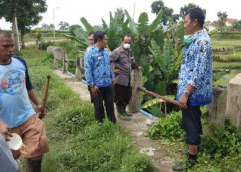 Pasca Pembuangan Bangkai Babi di Sungai, Pemko Siantar Data dan Semprot Peternakan Babi