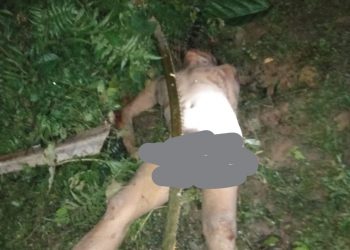Sesosok Mayat Telanjang Ditemukan di Kebun Sawit, Diduga Korban Pembunuhan