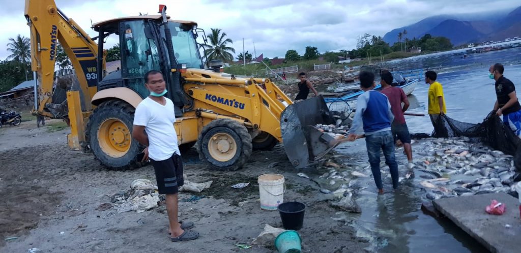 Ratusan Ribu Ekor Ikan Mati di Samosir-Danau Toba