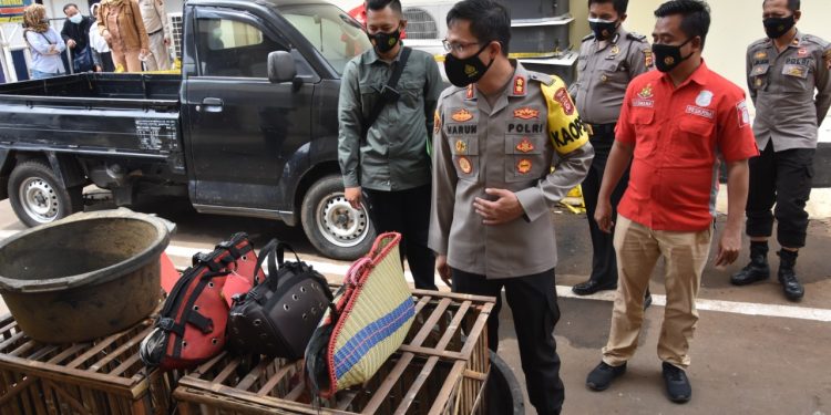 9 Orang Pelaku Sabung Ayam Dibekuk Sat Reskrim Polres Bogor 9 Orang Pelaku Sabung Ayam Dibekuk Sat Reskrim Polres Bogor