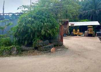 Gudang Ci Kok Berdiri di Atas Lahan HGU PTPN 3