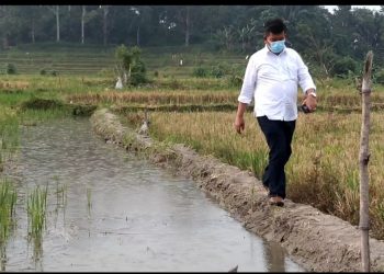 Sejahterakan Petani, RHS-ZW akan Hasilkan Per Hektar 11 Ton Padi