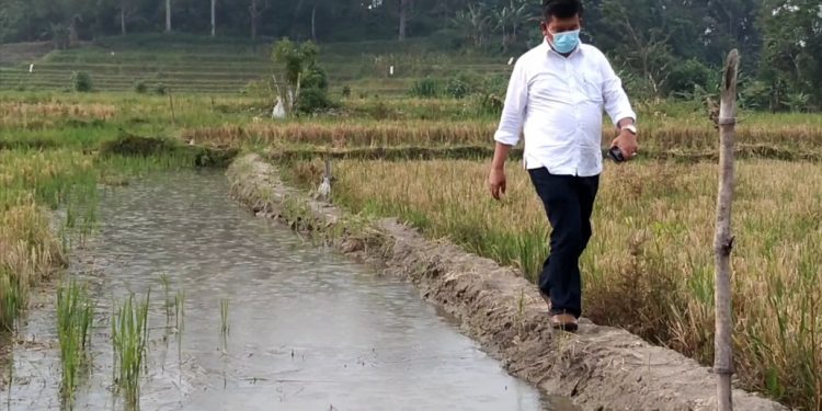 Sejahterakan Petani, RHS-ZW akan Hasilkan Per Hektar 11 Ton Padi Sejahterakan Petani, RHS-ZW akan Hasilkan Per Hektar 11 Ton Padi
