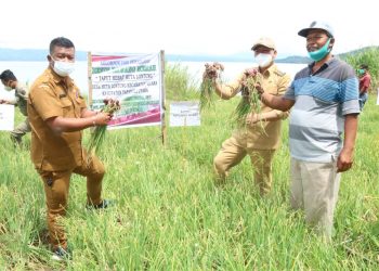 Bupati Taput Panen Perdana Penangkar Benih Bawang Merah bersama Kelompok Tani di Muara