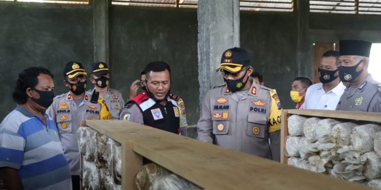 Kapolres Madina Hadiri Panen Perdana Budidaya Jamur Tiram Kelompok Tani Binaan Aipda Timbul Rahayu Kapolres Madina Hadiri Panen Perdana Budidaya Jamur Tiram Kelompok Tani Binaan Aipda Timbul Rahayu