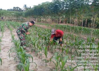 Kodim 0207/Simalungun, Dukung Swasembada Pangan Di Wilayah Binaan