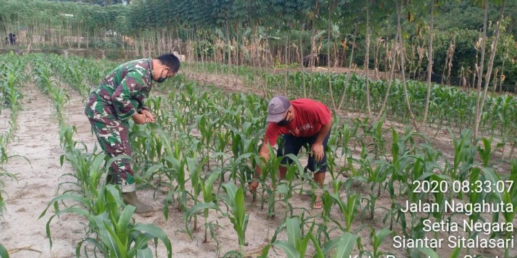 Kodim 0207/Simalungun, Dukung Swasembada Pangan Di Wilayah Binaan Kodim 0207/Simalungun, Dukung Swasembada Pangan Di Wilayah Binaan