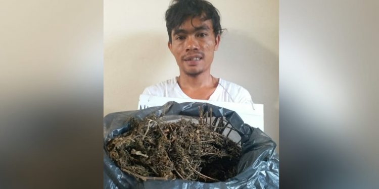 Budi Harahap Diamankan Simpan 1 Kg Ganja