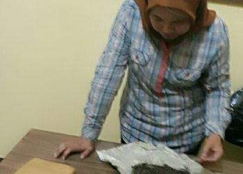 Pemilik Ganja Diciduk Reskrim
