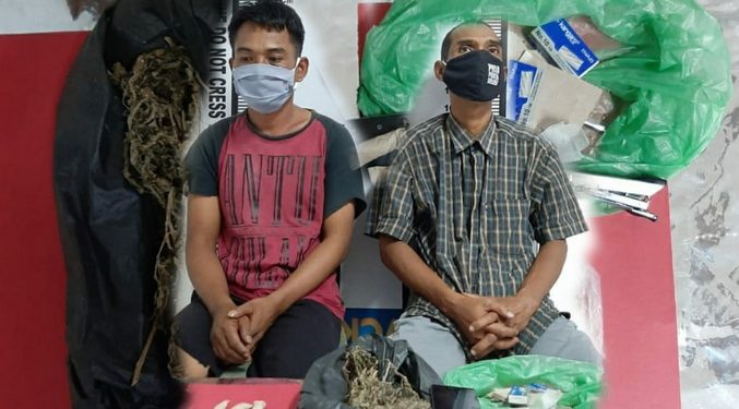 Ada "Kibus", Dua Orang Pemilik Ganja Ditangkap di Siantar Ada "Kibus", Dua Orang Pemilik Ganja Ditangkap di Siantar